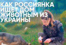 Семья для Бучи: как россиянка ищет дом животным из Украины