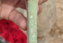 На месте крушения самолета Евгения Пригожина установили флаг ЧВК «Вагнер»