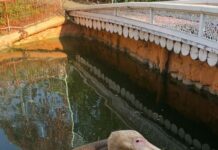 В Астрахани зооактивисты пытаются спасти животных ликвидируемого парка «Планета»