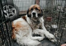 В Бурятии усыпили 18 приютских собак