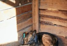 «Многим странам сегодня стоило бы поучиться у России ответственному обращению к братьям нашим меньшим», — депутат Бурматов оценил работу Госдумы в сфере зоозащиты