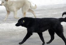 Власти Чукотки разрешили убивать бездомных животных, проявляющих агрессию и признаки болезней