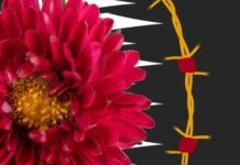 Независимое издание ASTRA объявило о приостановке работы из-за финансовых проблем