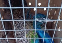 Липецкий зоопарк отправил на фронт двух павлинов для «духовного умиротворения» военных