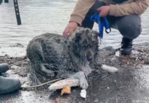 В Кургане неравнодушные жители спасают от наводнения брошенных домашних животных