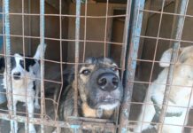 Три приюта для животных в СВАО хотят превратить в один. Чем это грозит и что будет с животными, рассказывают волонтеры