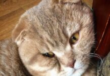 Сотрудники ФСБ украли кота у програмистки, которую приговорили к 12 годам за «госизмену»