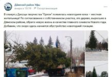 «Это наша елка, ее сажали мои родители!». Уфимские чиновники спилили ель местной жительницы, чтобы установить ее на городской площади