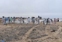 Как выглядит Благовещенская коса спустя две недели после разлива мазута