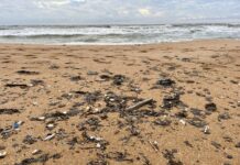 Полтора миллиарда рублей выделили из резервного фонда для устранения последствий разлива мазута в Черном море