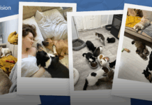 Путь от одной кошки к 70 спасенным животным: история девушки, которая однажды решила не проходить мимо